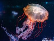 ZOO Mořský svět Praha - největší mořské akvárium v ČR - s omezením a slevou 35 %