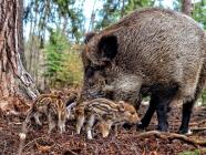 Venkovní úkrytová hra u Hradce Králového - Za obyvateli hradeckých lesů