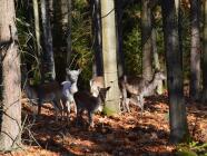 Venkovní úkrytová hra u Hradce Králového - Za obyvateli hradeckých lesů