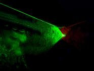 Laser game Pif Paf - 400 m2 plné zábavy a adrenalinu