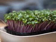 Workshop pěstování mikrobylinek - od výběru správných semínek až po sklizeň