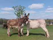 Návštěva farmy Oslí stezka Český ráj - seznamte se s oslíky