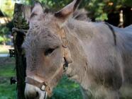 Návštěva farmy Oslí stezka Český ráj - seznamte se s oslíky