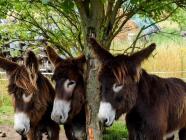 Návštěva farmy Oslí stezka Český ráj - seznamte se s oslíky