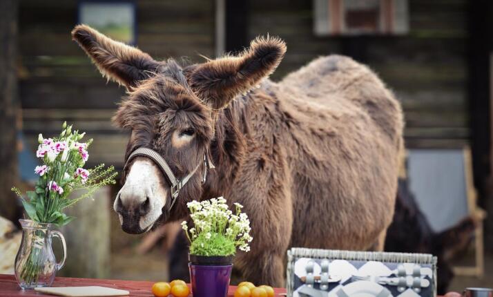 Návštěva farmy Oslí stezka Český ráj - seznamte se s oslíky