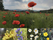 Procházka za bylinkami s ochutnávkou nebo výrobou bylinného oleje v Praze (Chuchelský háj)