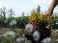 Procházka za bylinkami s ochutnávkou nebo výrobou bylinného oleje v Praze (Chuchelský háj)