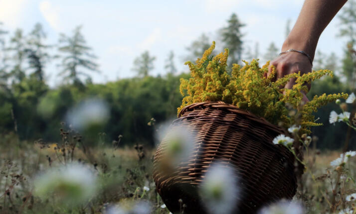 Procházka za bylinkami s ochutnávkou nebo výrobou bylinného oleje v Praze (Prokopské údolí)