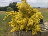 Procházka za bylinkami s ochutnávkou nebo výrobou bylinného oleje v Praze (Modřanská rokle)