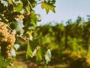 Úniková hra - Strachotická únikovka