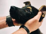 Workshop - Komunikace se zvířaty