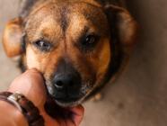 Workshop - Komunikace se zvířaty