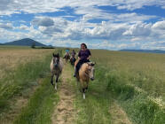 Procházka s koněm nebo mulou – klidná hodina v přírodě