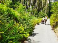Vyjížďka na koni - vydej se na koni Máchovým krajem