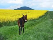 Práce ze země – komunikace a důvěra s koněm