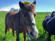 Práce ze země – komunikace a důvěra s koněm