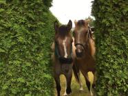 Práce ze země – komunikace a důvěra s koněm