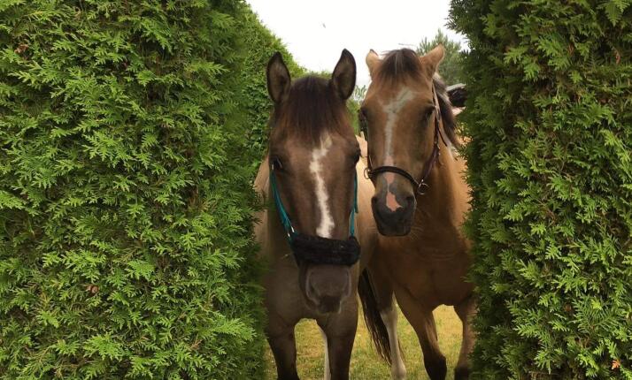 Jezdecká škola – hodinový trénink v kruhové jízdárně