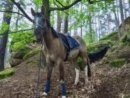 Jezdecká škola – hodinový trénink v kruhové jízdárně