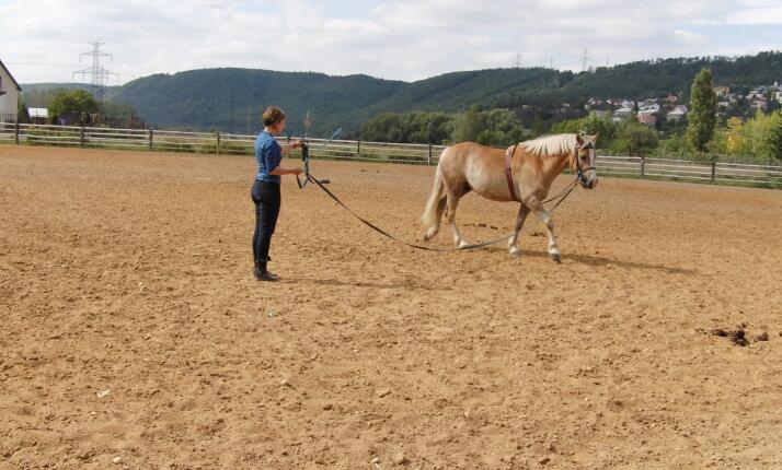 Práce ze země – komunikace a důvěra s koněm