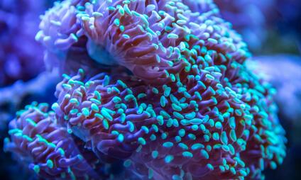 Kalcium rituál v centru Babylon Liberec