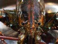 Kurz „Jack Sparrow“ se slevou 500 Kč!