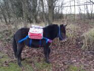 Procházka s koněm nebo mulou – klidná hodina v přírodě