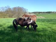 Procházka s koněm nebo mulou – klidná hodina v přírodě