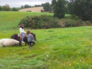 Procházka s koněm nebo mulou – klidná hodina v přírodě