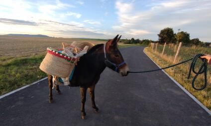 Procházka s koněm nebo mulou – klidná hodina v přírodě