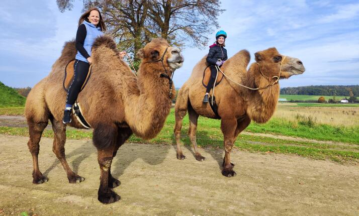 Jízdy na velbloudech na farmě Záhostice