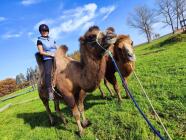 Jízdy na velbloudech na farmě Záhostice