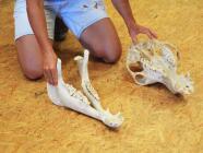 Individuální zážitkový program s velbloudy