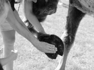 Individuální zážitkový program s velbloudy