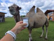 Individuální zážitkový program s velbloudy