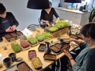 Workshop pěstování mikrobylinek - od výběru správných semínek až po sklizeň