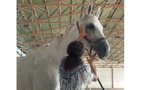 ET - Equine Touch - terapie vhodná pro koně