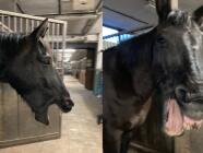 ET - Equine Touch - terapie vhodná pro koně