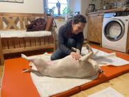 CT - Canine Touch - terapie vhodná pro psy