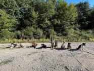 Vodítková socializace - ÚT v 18:00