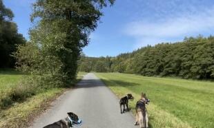 PSOCHAJDA aneb ÚTĚK Z BRNA - VÝLET