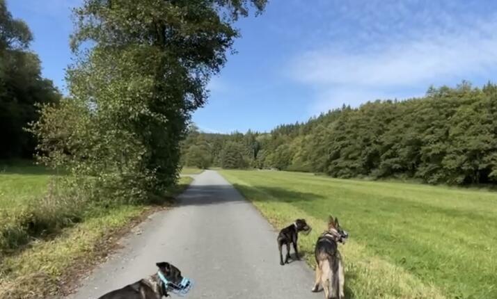 PSOCHAJDA aneb ÚTĚK Z BRNA - VÝLET