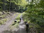 PSOCHAJDA aneb ÚTĚK Z BRNA - VÝLET