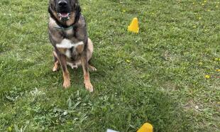 ÚVOD do Rally Obedience
